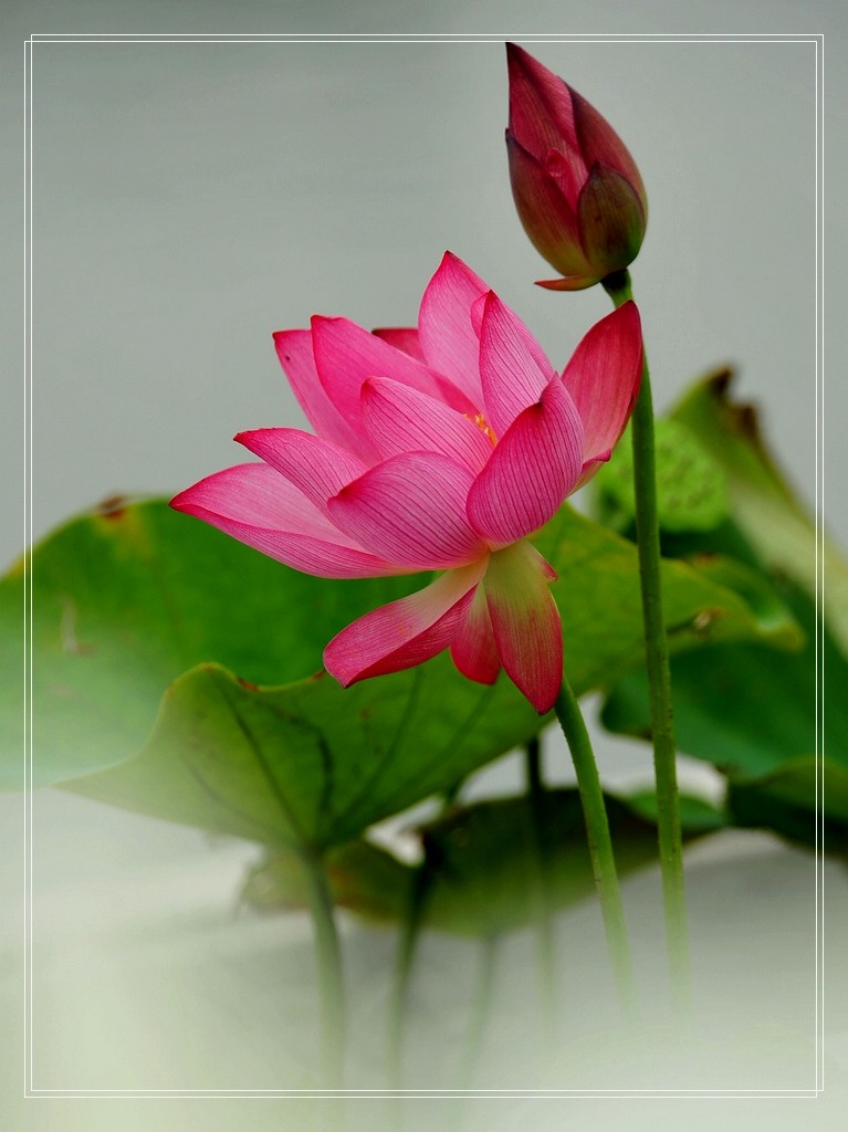 火狐电竞官网|
「素描浏览」素描玉人也可以如此撩人(图3) 火狐电竞平台