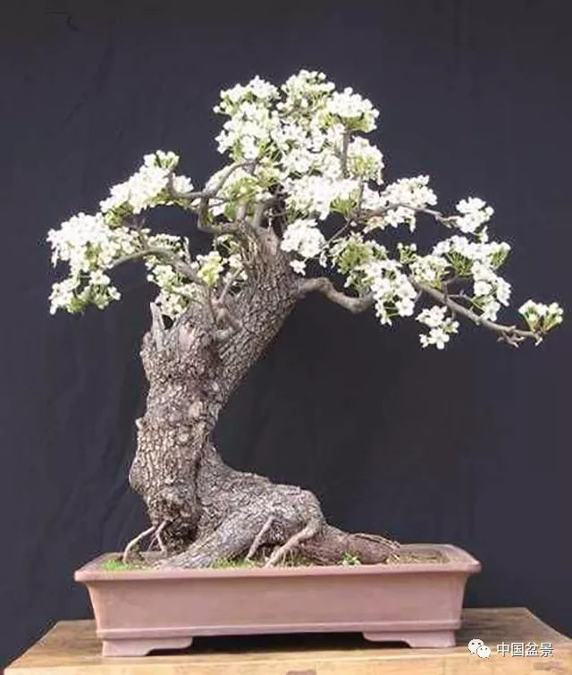 老年性阴道炎通常有哪些表现 老年性阴道炎护理特点‘火狐电竞官网’(图2) 火狐电竞