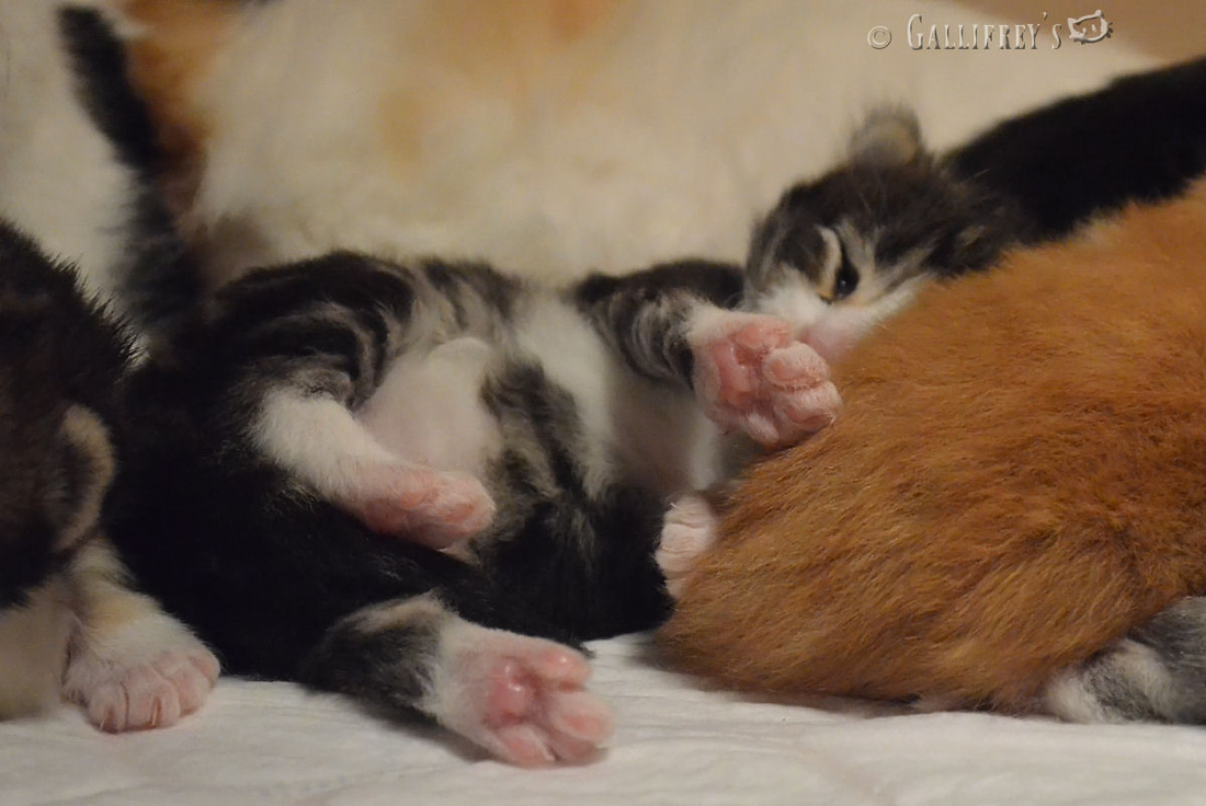 “火狐电竞官网”《黑豹》全球周末票房1.92亿蝉联冠军 内地“红海”“唐探2”位列二、三名(图1) 火狐电竞官网